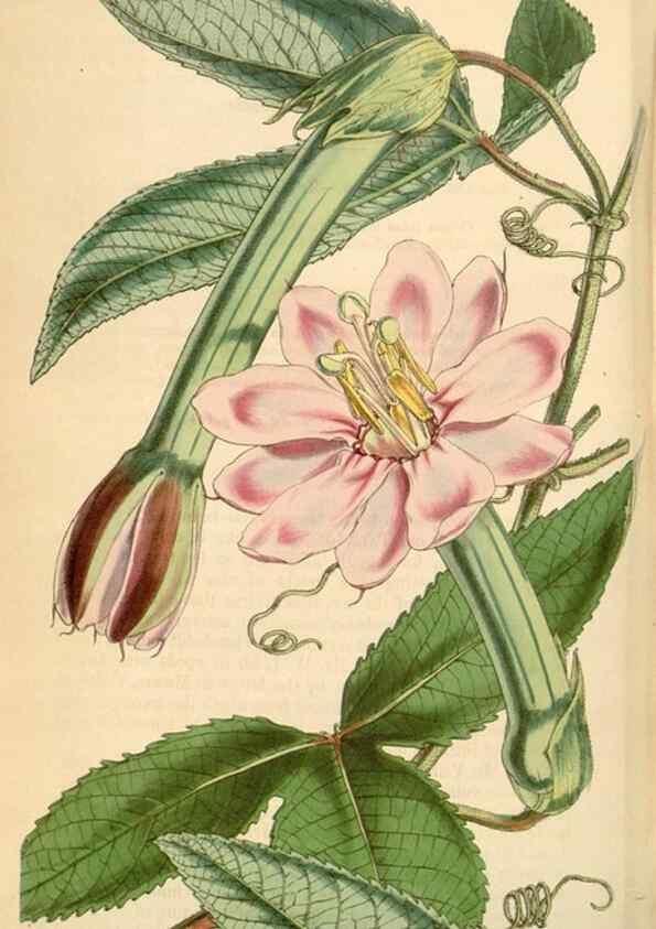 Reproducción/Reproduction 34863630810: Curtis's botanical magazine.. London ; New York [etc.] :Academic Press [etc.]