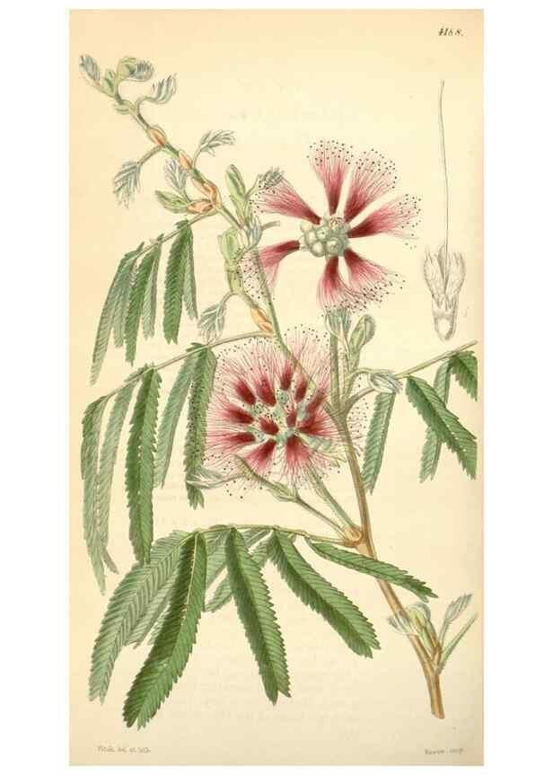 Reproducción/Reproduction 35085328862: Curtis's botanical magazine.. London ; New York [etc.] :Academic Press [etc.]