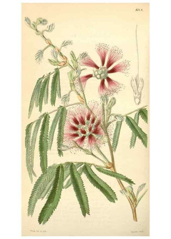 Reproducción/Reproduction 35085328862: Curtis's botanical magazine.. London ; New York [etc.] :Academic Press [etc.]