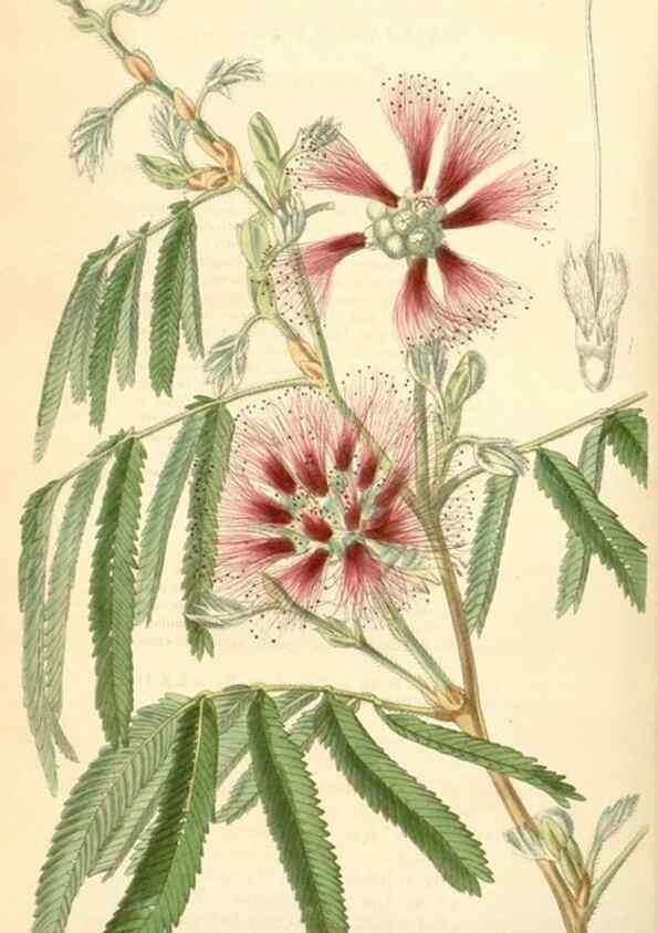 Reproducción/Reproduction 35085328862: Curtis's botanical magazine.. London ; New York [etc.] :Academic Press [etc.]