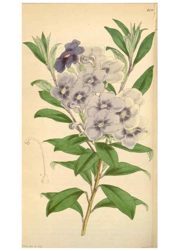 Reproducción/Reproduction 35210885266: Curtis's botanical magazine.. London ; New York [etc.] :Academic Press [etc.]