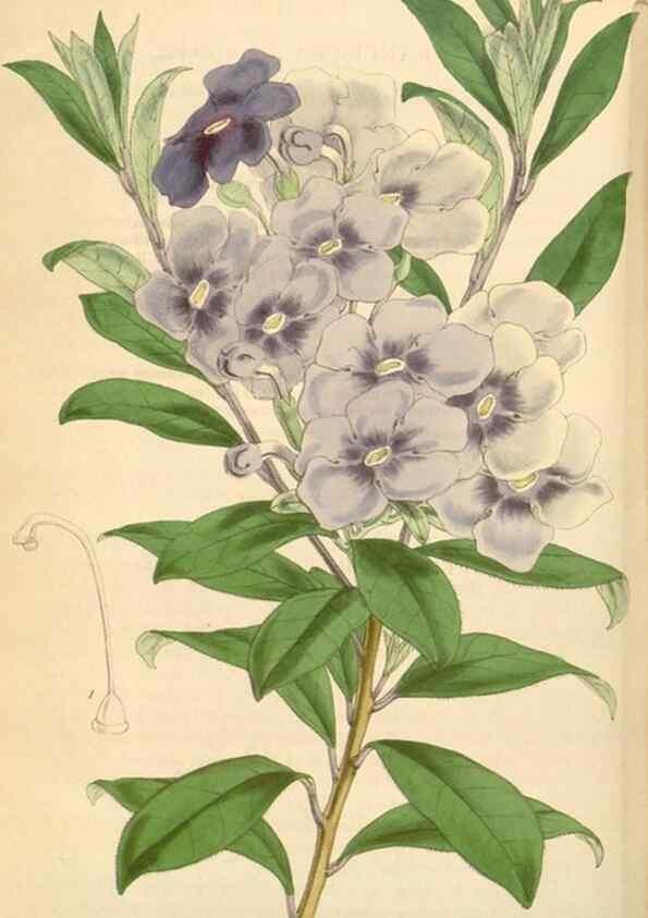 Reproducción/Reproduction 35210885266: Curtis's botanical magazine.. London ; New York [etc.] :Academic Press [etc.]