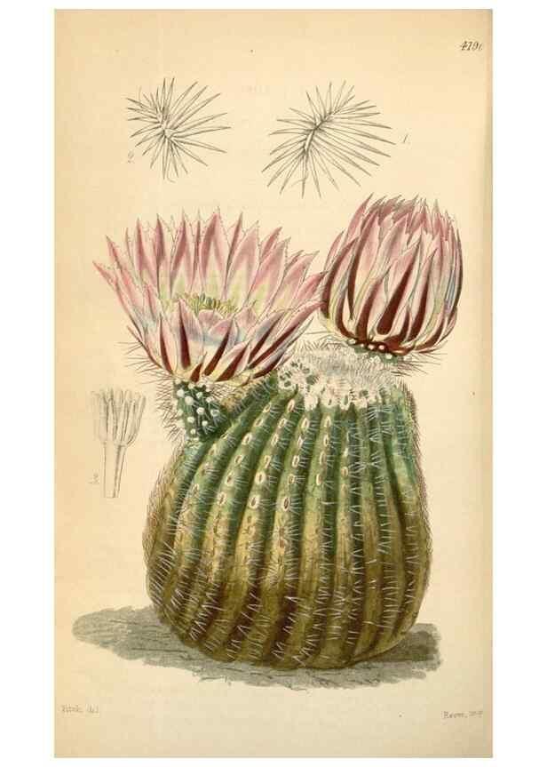 Reproducción/Reproduction 35210890726: Curtis's botanical magazine.. London ; New York [etc.] :Academic Press [etc.]