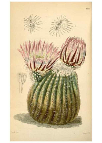 Reproducción/Reproduction 35210890726: Curtis's botanical magazine.. London ; New York [etc.] :Academic Press [etc.]