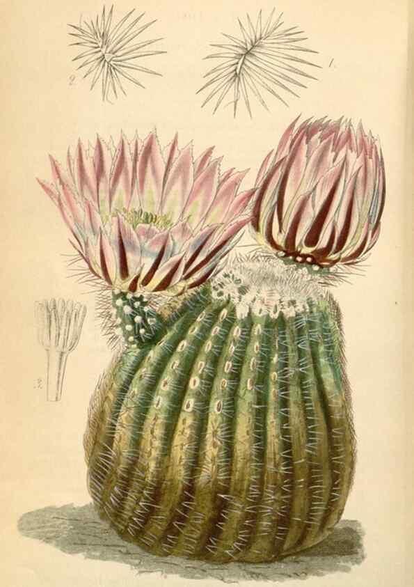 Reproducción/Reproduction 35210890726: Curtis's botanical magazine.. London ; New York [etc.] :Academic Press [etc.]