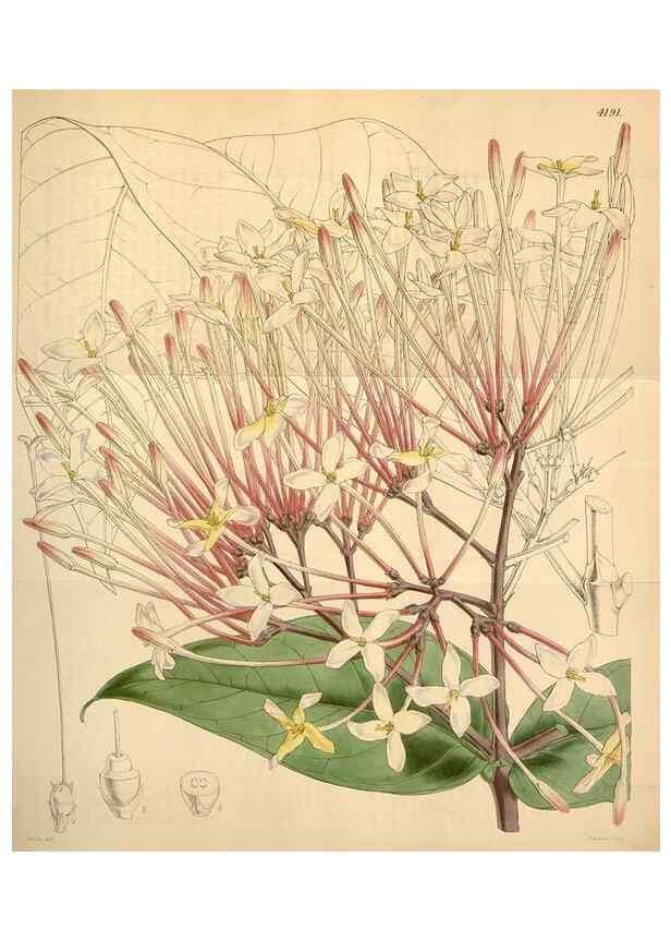 Reproducción/Reproduction 34441797833: Curtis's botanical magazine.. London ; New York [etc.] :Academic Press [etc.]