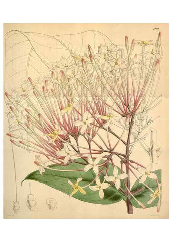 Reproducción/Reproduction 34441797833: Curtis's botanical magazine.. London ; New York [etc.] :Academic Press [etc.]