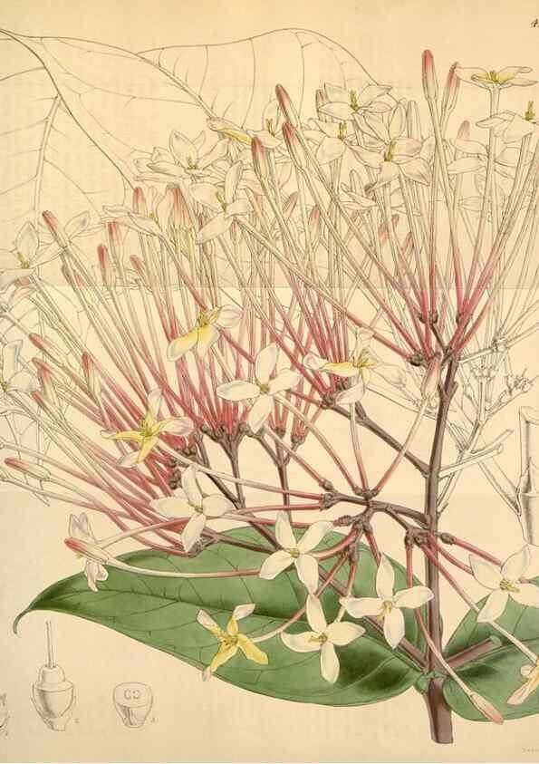 Reproducción/Reproduction 34441797833: Curtis's botanical magazine.. London ; New York [etc.] :Academic Press [etc.]