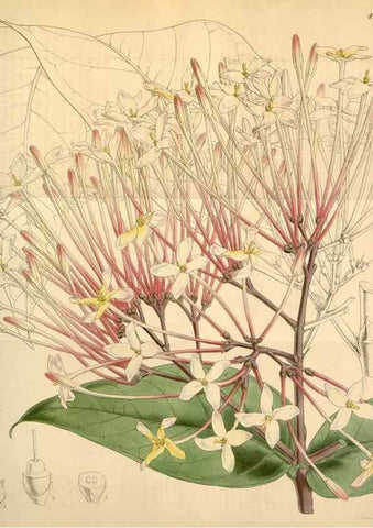 Reproducción/Reproduction 34441797833: Curtis's botanical magazine.. London ; New York [etc.] :Academic Press [etc.]
