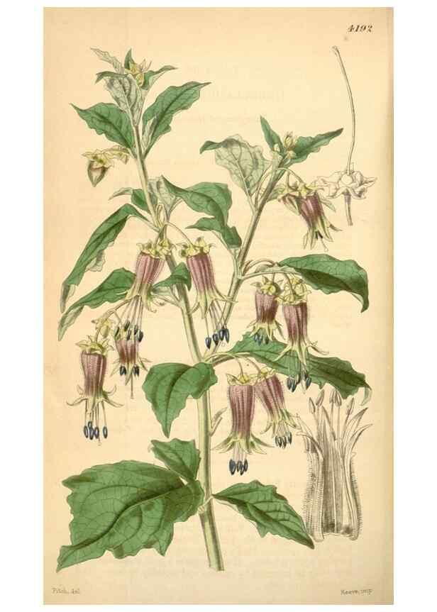 Reproducción/Reproduction 34441801673: Curtis's botanical magazine.. London ; New York [etc.] :Academic Press [etc.]