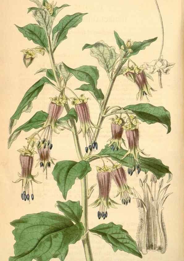 Reproducción/Reproduction 34441801673: Curtis's botanical magazine.. London ; New York [etc.] :Academic Press [etc.]