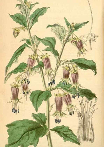 Reproducción/Reproduction 34441801673: Curtis's botanical magazine.. London ; New York [etc.] :Academic Press [etc.]