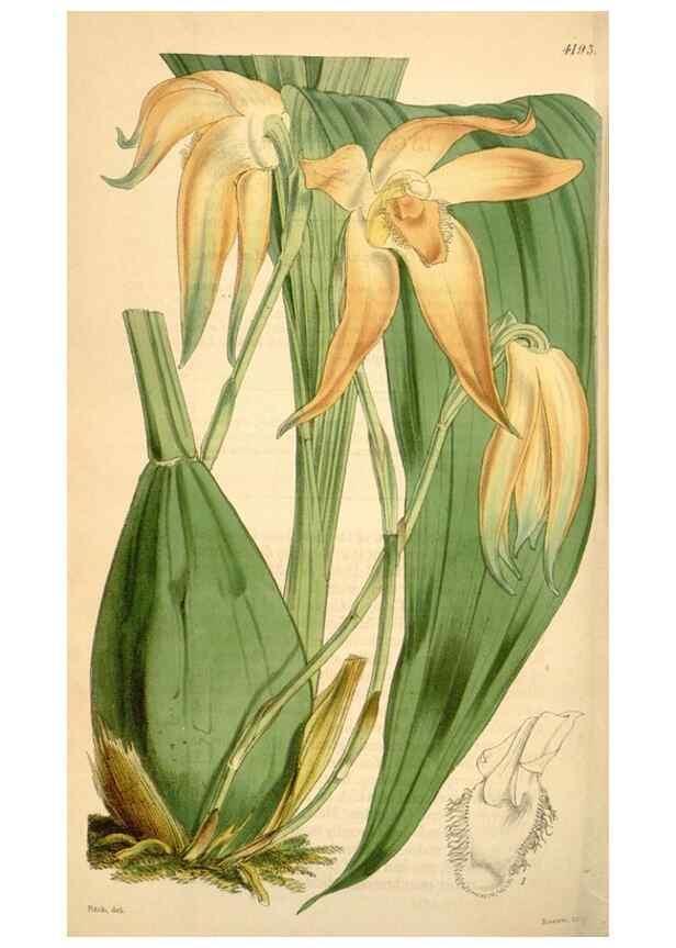 Reproducción/Reproduction 34441806173: Curtis's botanical magazine.. London ; New York [etc.] :Academic Press [etc.]