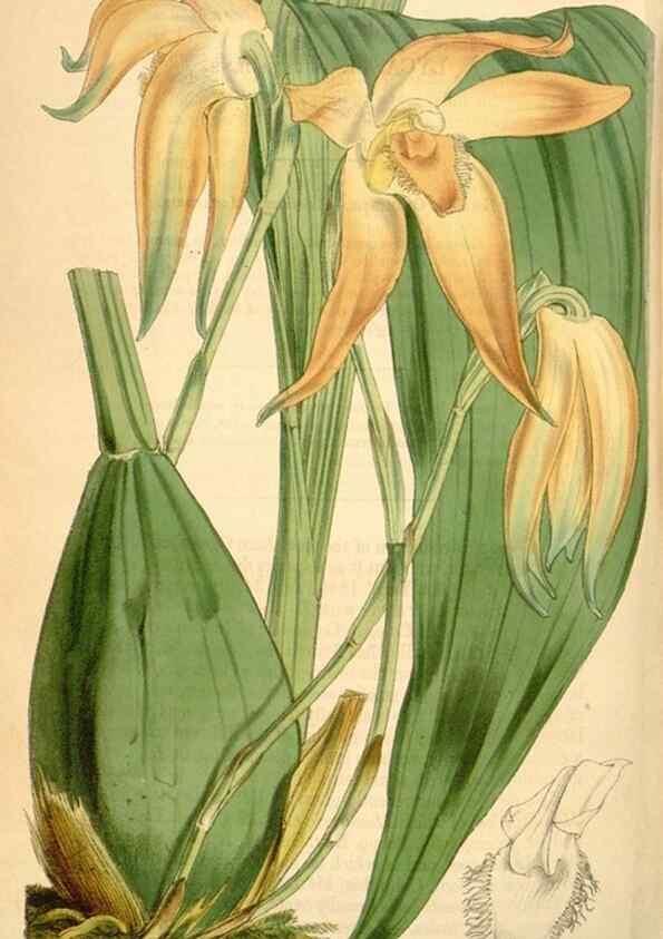 Reproducción/Reproduction 34441806173: Curtis's botanical magazine.. London ; New York [etc.] :Academic Press [etc.]