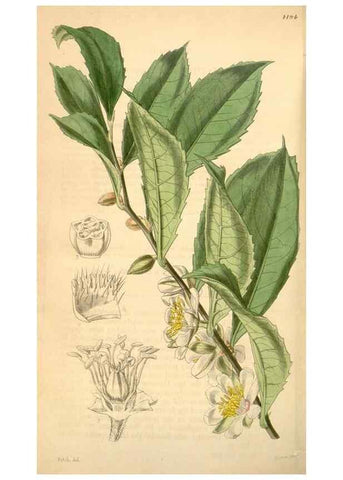 Reproducción/Reproduction 35121006771: Curtis's botanical magazine.. London ; New York [etc.] :Academic Press [etc.]