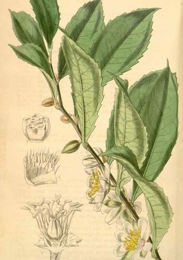 Reproducción/Reproduction 35121006771: Curtis's botanical magazine.. London ; New York [etc.] :Academic Press [etc.]