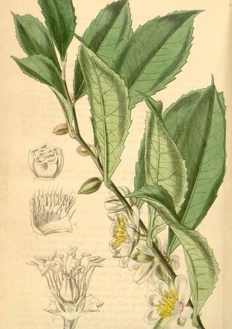 Reproducción/Reproduction 35121006771: Curtis's botanical magazine.. London ; New York [etc.] :Academic Press [etc.]