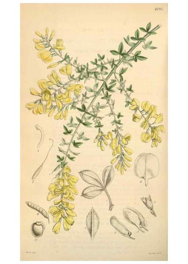 Reproducción/Reproduction 35210908836: Curtis's botanical magazine.. London ; New York [etc.] :Academic Press [etc.]