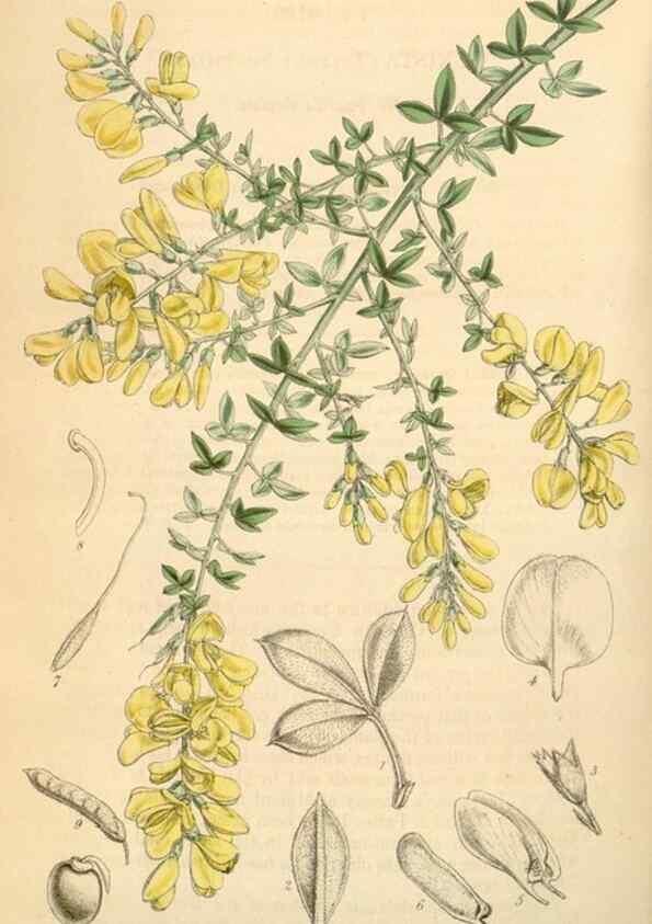 Reproducción/Reproduction 35210908836: Curtis's botanical magazine.. London ; New York [etc.] :Academic Press [etc.]