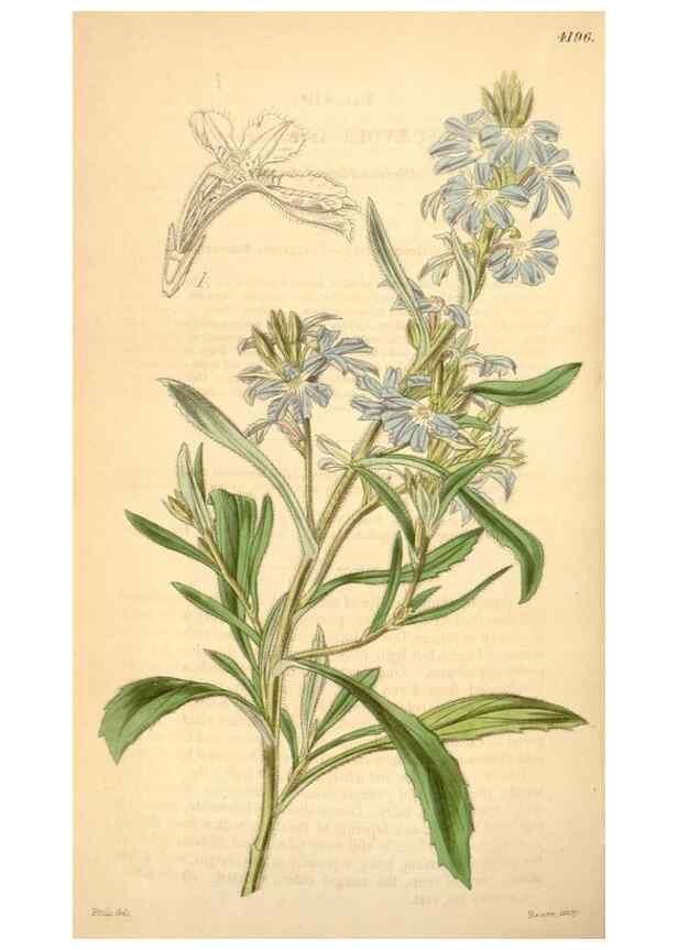 Reproducción/Reproduction 35210911086: Curtis's botanical magazine.. London ; New York [etc.] :Academic Press [etc.]