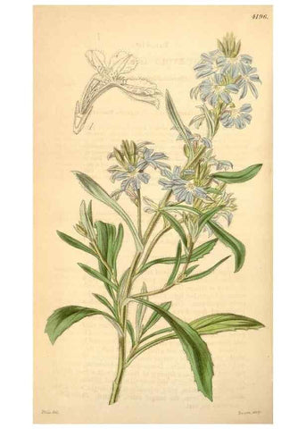 Reproducción/Reproduction 35210911086: Curtis's botanical magazine.. London ; New York [etc.] :Academic Press [etc.]