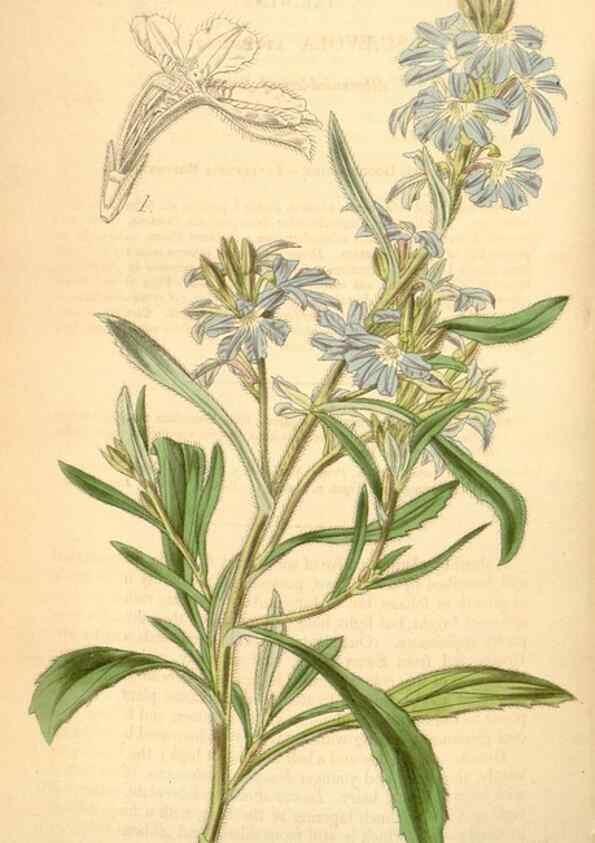 Reproducción/Reproduction 35210911086: Curtis's botanical magazine.. London ; New York [etc.] :Academic Press [etc.]