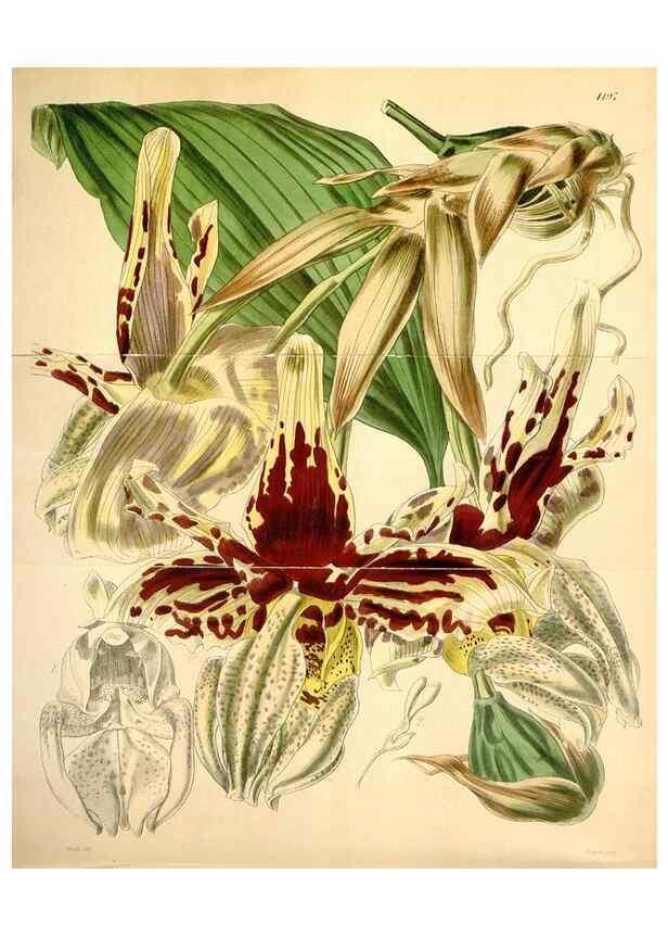 Reproducción/Reproduction 35210913736: Curtis's botanical magazine.. London ; New York [etc.] :Academic Press [etc.]