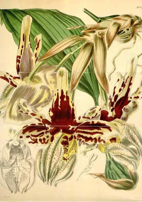 Reproducción/Reproduction 35210913736: Curtis's botanical magazine.. London ; New York [etc.] :Academic Press [etc.]