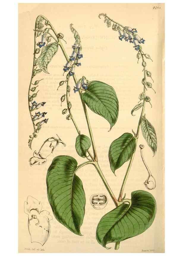 Reproducción/Reproduction 35210916456: Curtis's botanical magazine.. London ; New York [etc.] :Academic Press [etc.]