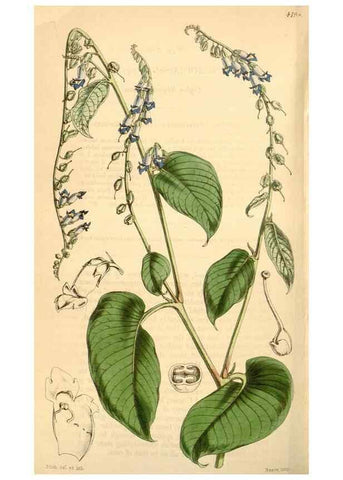 Reproducción/Reproduction 35210916456: Curtis's botanical magazine.. London ; New York [etc.] :Academic Press [etc.]