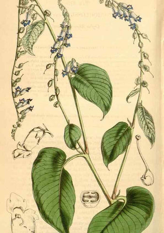 Reproducción/Reproduction 35210916456: Curtis's botanical magazine.. London ; New York [etc.] :Academic Press [etc.]