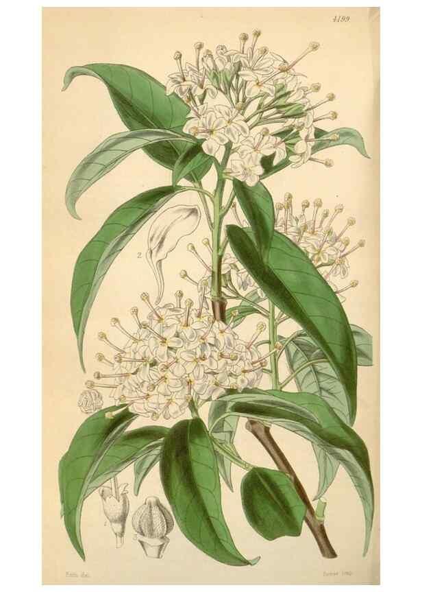 Reproducción/Reproduction 35210919286: Curtis's botanical magazine.. London ; New York [etc.] :Academic Press [etc.]