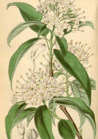 Reproducción/Reproduction 35210919286: Curtis's botanical magazine.. London ; New York [etc.] :Academic Press [etc.]