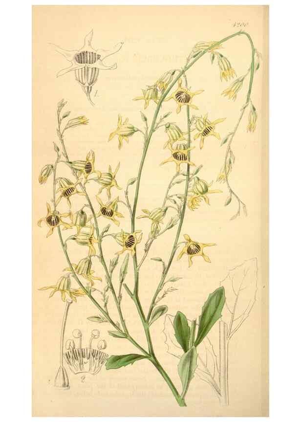 Reproducción/Reproduction 35210922706: Curtis's botanical magazine.. London ; New York [etc.] :Academic Press [etc.]