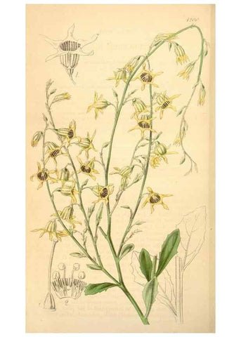 Reproducción/Reproduction 35210922706: Curtis's botanical magazine.. London ; New York [etc.] :Academic Press [etc.]