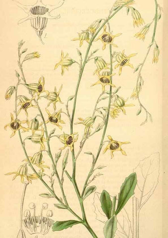 Reproducción/Reproduction 35210922706: Curtis's botanical magazine.. London ; New York [etc.] :Academic Press [etc.]