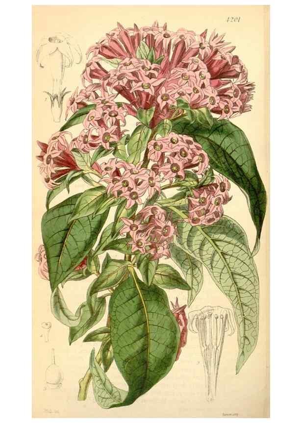 Reproducción/Reproduction 35210926416: Curtis's botanical magazine.. London ; New York [etc.] :Academic Press [etc.]