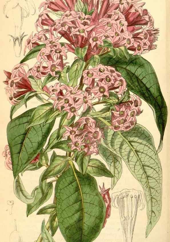 Reproducción/Reproduction 35210926416: Curtis's botanical magazine.. London ; New York [etc.] :Academic Press [etc.]