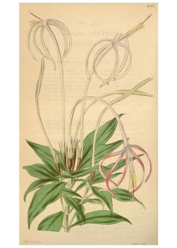 Reproducción/Reproduction 34863627440: Curtis's botanical magazine.. London ; New York [etc.] :Academic Press [etc.]