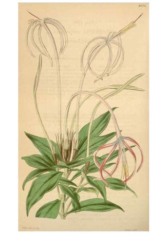 Reproducción/Reproduction 34863627440: Curtis's botanical magazine.. London ; New York [etc.] :Academic Press [etc.]