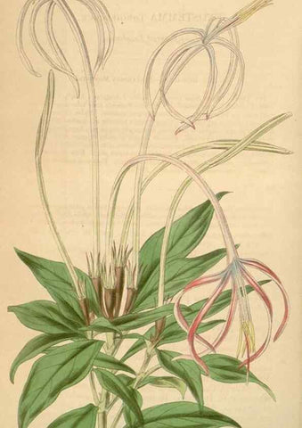 Reproducción/Reproduction 34863627440: Curtis's botanical magazine.. London ; New York [etc.] :Academic Press [etc.]