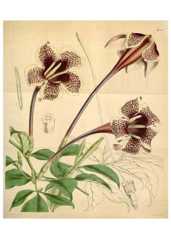 Reproducción/Reproduction 34441786743: Curtis's botanical magazine.. London ; New York [etc.] :Academic Press [etc.]