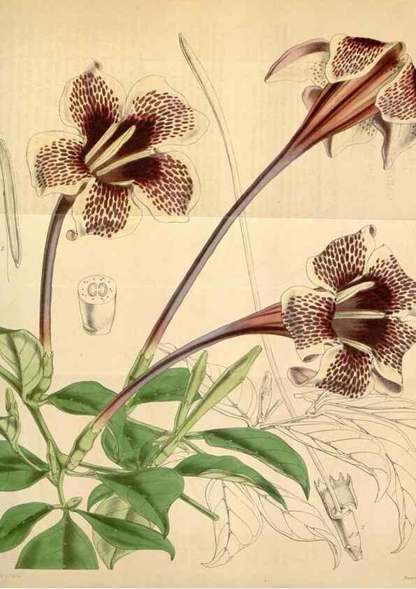 Reproducción/Reproduction 34441786743: Curtis's botanical magazine.. London ; New York [etc.] :Academic Press [etc.]