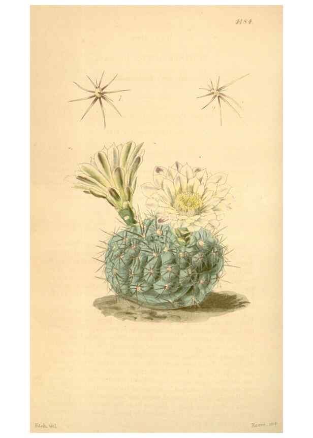 Reproducción/Reproduction 35120986381: Curtis's botanical magazine.. London ; New York [etc.] :Academic Press [etc.]