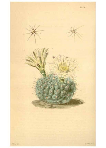 Reproducción/Reproduction 35120986381: Curtis's botanical magazine.. London ; New York [etc.] :Academic Press [etc.]