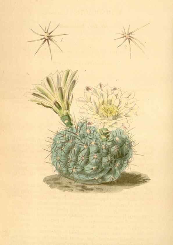 Reproducción/Reproduction 35120986381: Curtis's botanical magazine.. London ; New York [etc.] :Academic Press [etc.]