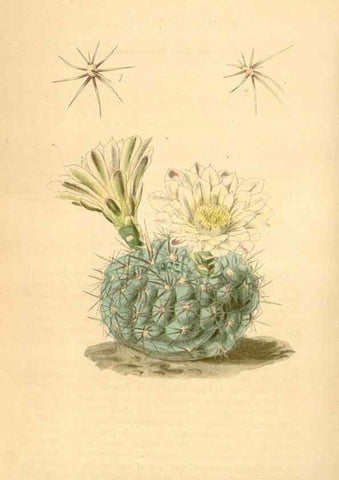 Reproducción/Reproduction 35120986381: Curtis's botanical magazine.. London ; New York [etc.] :Academic Press [etc.]
