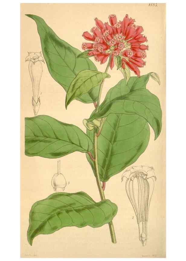 Reproducción/Reproduction 34406858204: Curtis's botanical magazine.. London ; New York [etc.] :Academic Press [etc.]