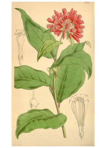 Reproducción/Reproduction 34406858204: Curtis's botanical magazine.. London ; New York [etc.] :Academic Press [etc.]