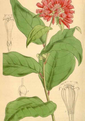 Reproducción/Reproduction 34406858204: Curtis's botanical magazine.. London ; New York [etc.] :Academic Press [etc.]